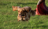 Hula Flying