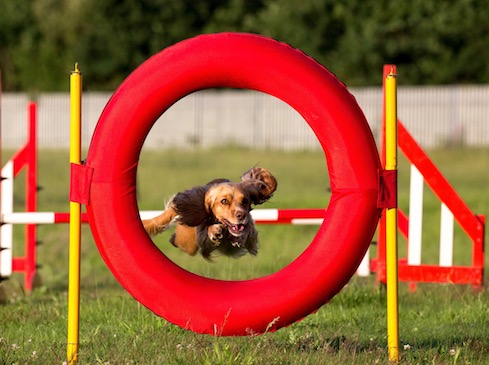 Hula and tire