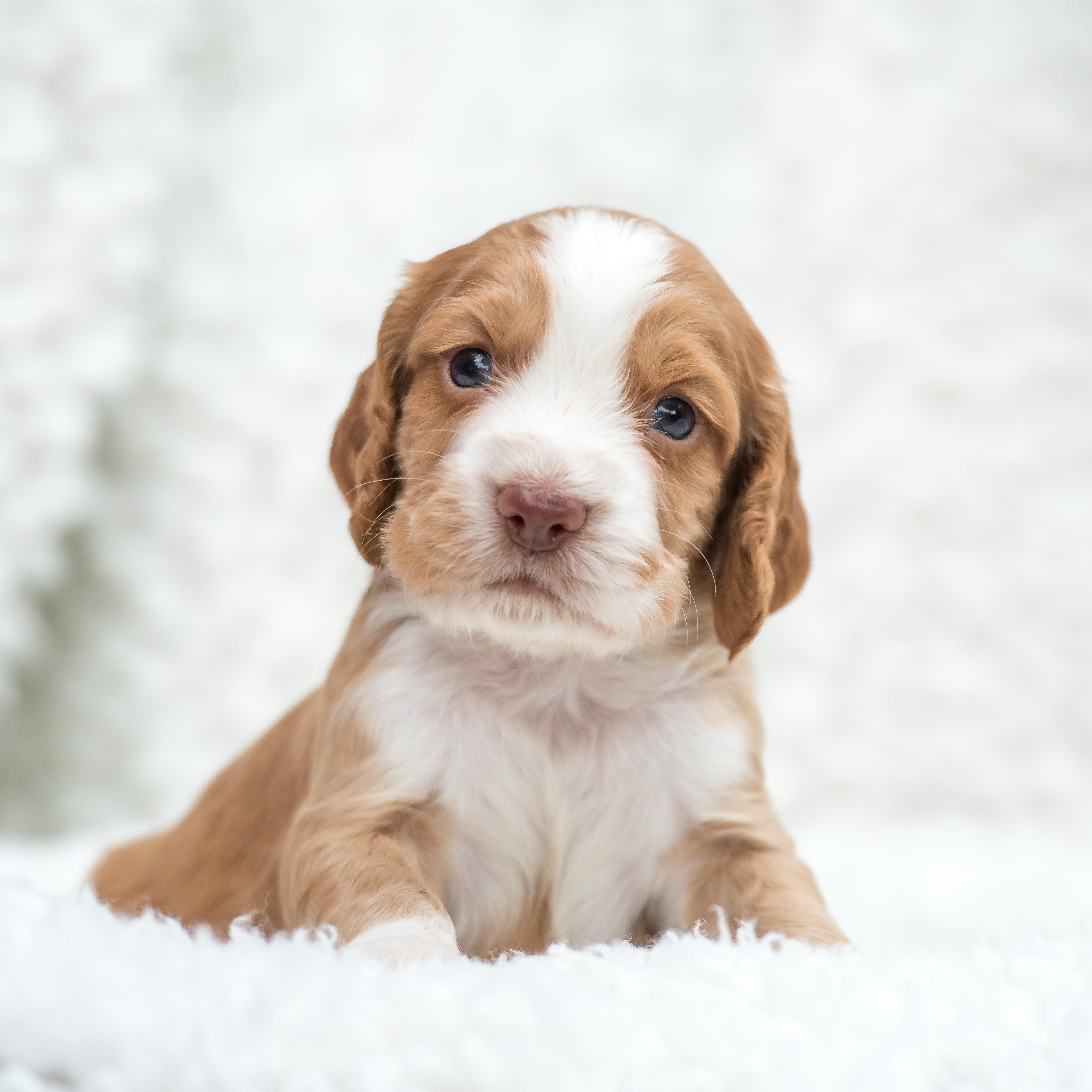Lemon Puppy