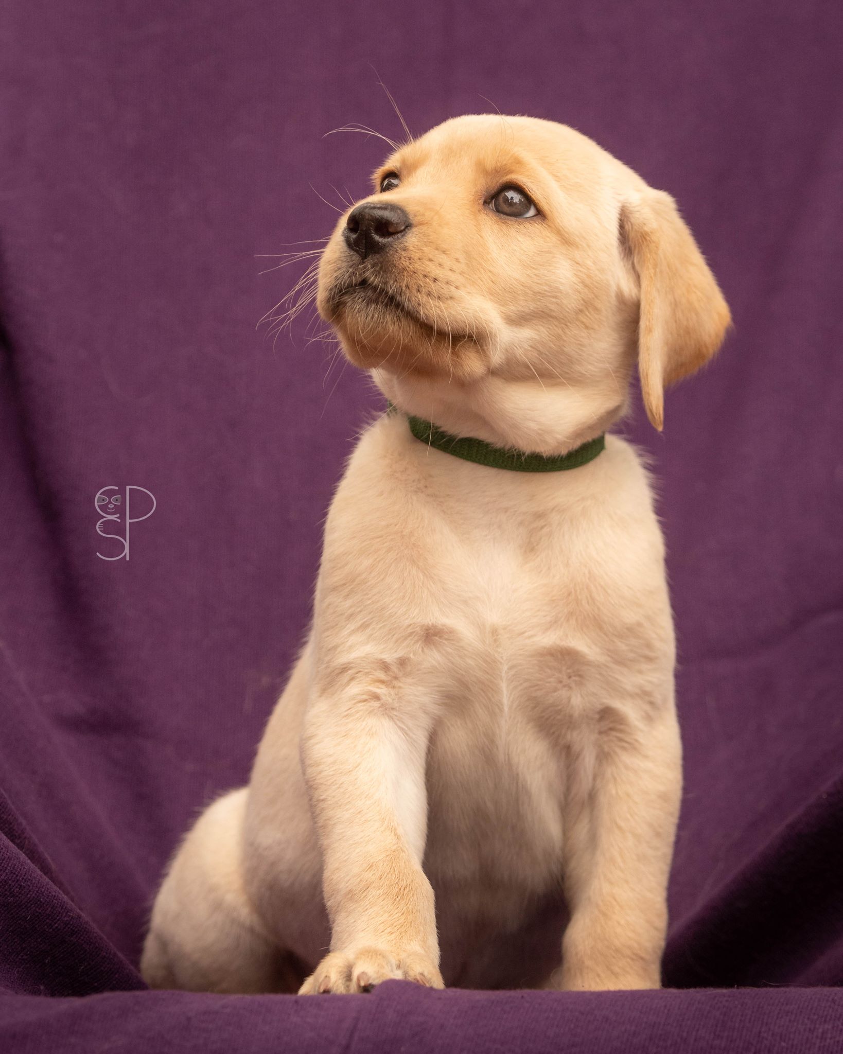 2020 Puppy