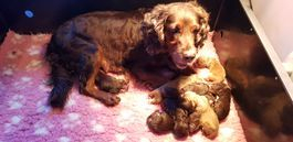 Zola pups